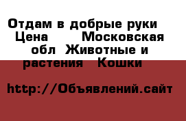 Отдам в добрые руки  › Цена ­ 1 - Московская обл. Животные и растения » Кошки   